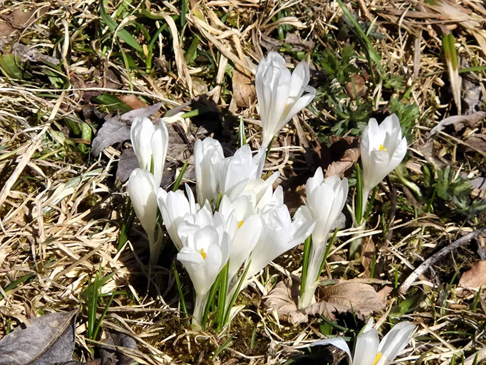 Mehr über den Artikel erfahren Halbinsel Zwergern am Walchensee